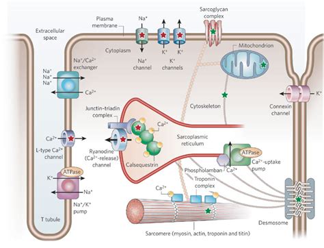 A Ventricular Cardiomyocyteillustrated Are The Protein Complexes Download Scientific Diagram