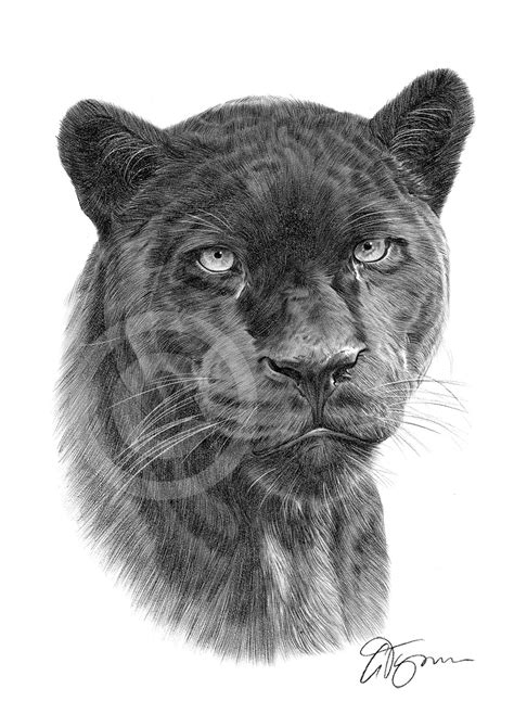 Check spelling or type a new query. Drawn panther black jaguar - Pencil and in color drawn ...
