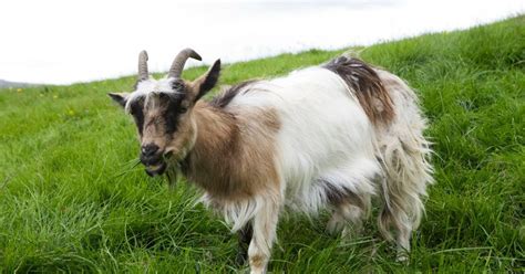 Save The Icelandic Goat From Extinction Indiegogo