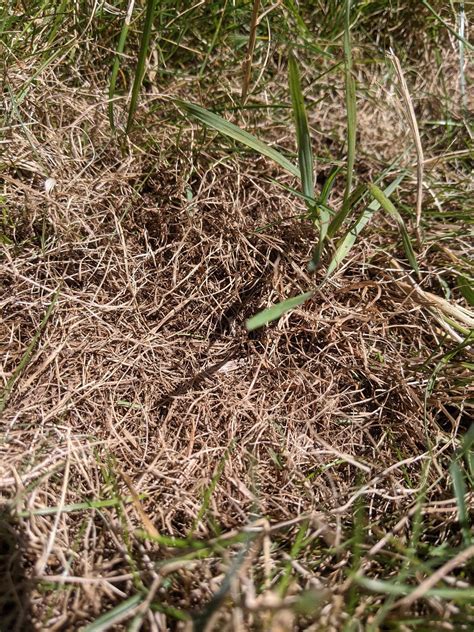 Brown Spots In Lawn Fungus Grub Damage Rlawncare