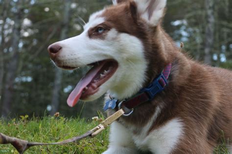 Siberian Husky Stud Dog Ct Breed Your Dog