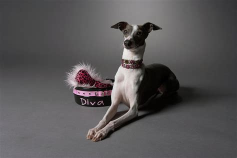 Dog In Sitting Position With Diva Bowl Photograph By Chris Amaral
