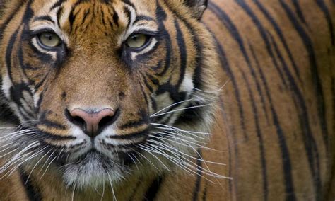 Wild Tiger Numbers Have Risen 20% In 6 Years, Here's The Reason Why 