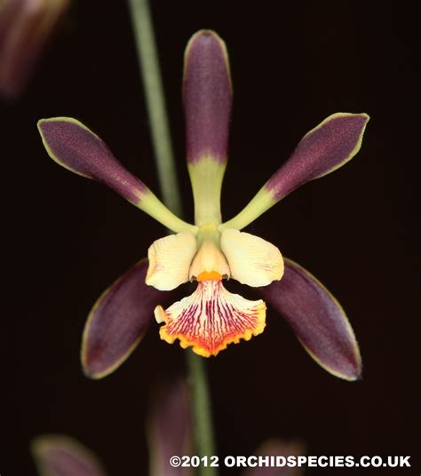 Thetattoobank.com is your first and best source for all of the information you're looking for. Extremely Rare Orchids | ... for sale UK - rare Mexican ...