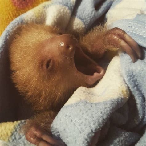 10 Amazing Facts About Sloths The Paws