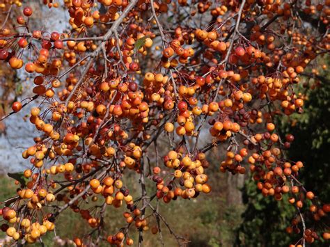 Its fruit are medium large, round to slightly oblate, with a thin, smooth, moderately thick peel that budded orange trees, if properly planted and grown, will bear harvestable fruit in the third season after transplanting. Powell Gardens' Blog: Berried Trees Enliven the Late Fall ...