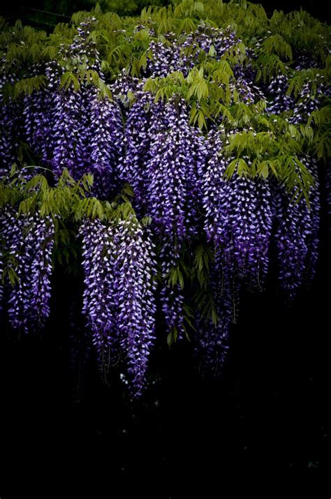 17 Best Images About Wisteria On Pinterest Gardens Wisteria And