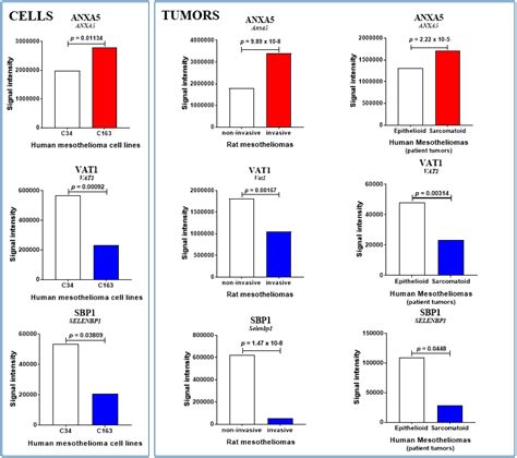 Cancers | Free Full-Text | Cross-Species Proteomics Identifies CAPG and
