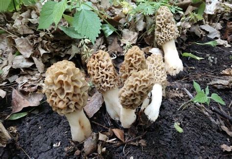 Yummy Morel Mushroom Grow Kit 60 Gram Kits Grow Morels Mushrooms