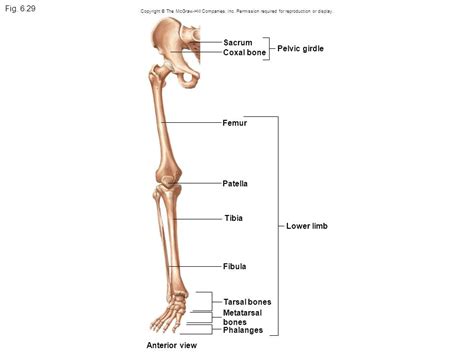 Chapter 11 Bones Of The Lower Extremity Diagram Quizlet
