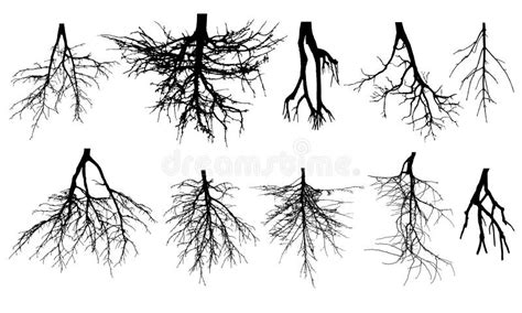 Root System Of Trees Set Of Rootage Stock Vector Illustration Of
