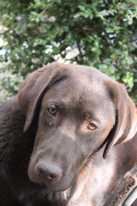 Chocolate Labrador Retriever Brown Labrador Face Pets In The Garden