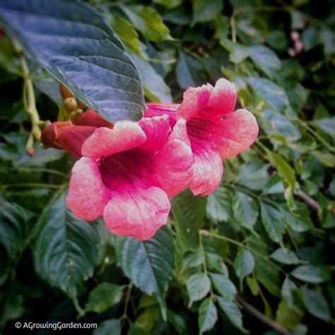 Hummingbird vines can be grown in containers. My Love/Hate Relationship with Hummingbird Vine