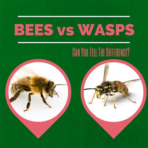 The Difference Between Bees And Wasps Home Pest Control