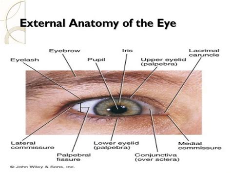 Ppt On Eye Anatomy