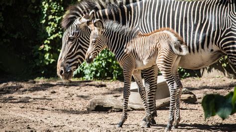 Its A Girl New Baby Zebra At The Lincoln Park Zoo Is Already Up And