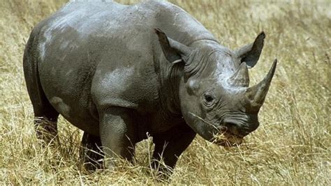 يتحدث الفيديو عن حيوان وحيد القرن و بعض المعلومات التي قد لا تكون سمعت عنها من قبل كالحراس. صور وحيد القرن , اغرب معلومة فى صورة عن الكركدن - اغراء القلوب