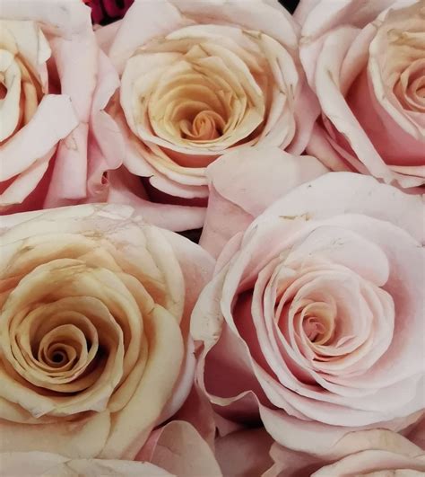 Rose Mother Of Pearl Standard Rose Roses Flowers By Category