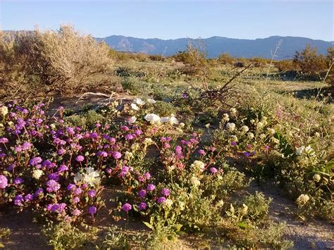 Super Bloom Wildflowers Of Anza Borrego Desert Greg In San Diego