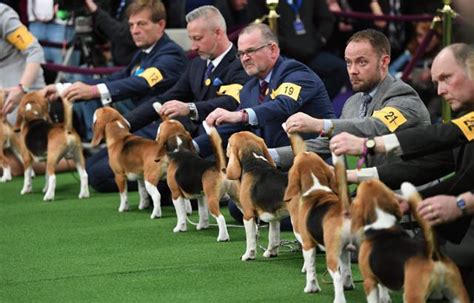 These Adorable Dogs At A Canine Contest In New York Will Melt Your