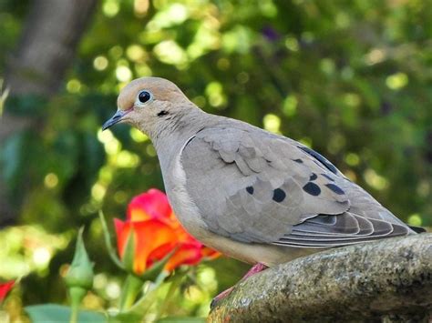 Mourning Dove Lifespan How Long Do Doves Live