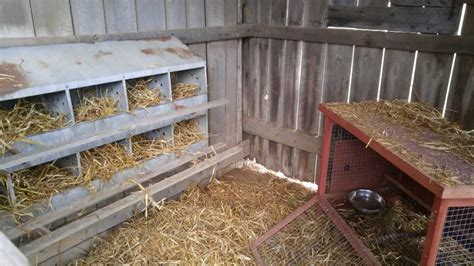 How Big Should A Chicken Nesting Box Be All You Need To Know Farm