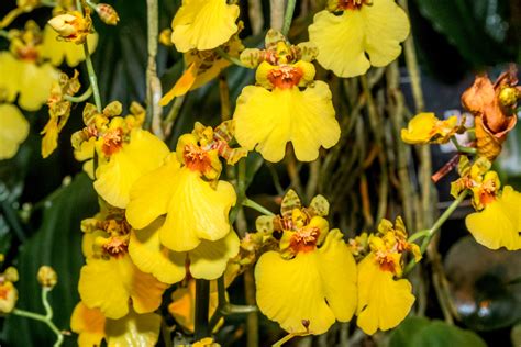 Oncidium Dancing Lady Orchid In Depth Care Guide Brilliant Orchids