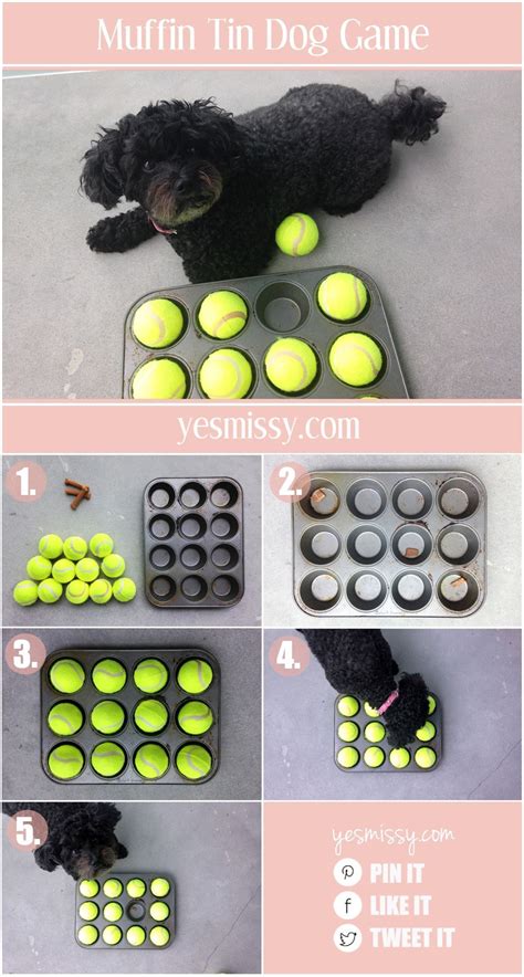 Dog Games Are A Great Way To Keep Your Pet Stimulated And To Practice