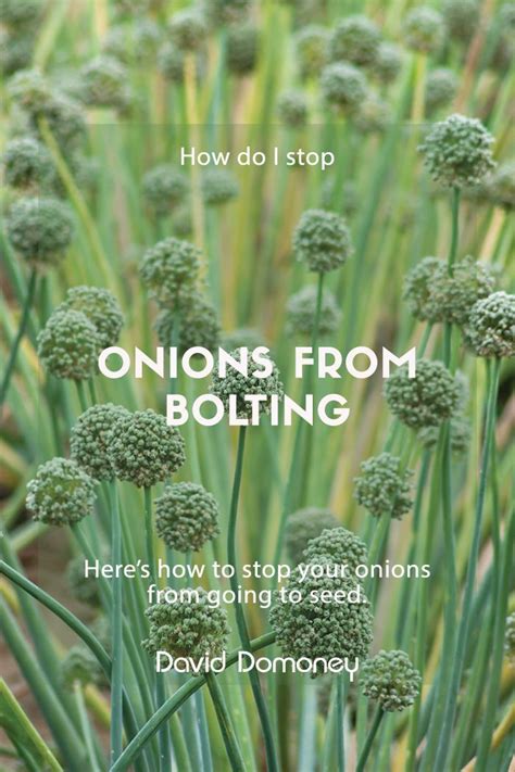 Growing Onions From Seed Artofit