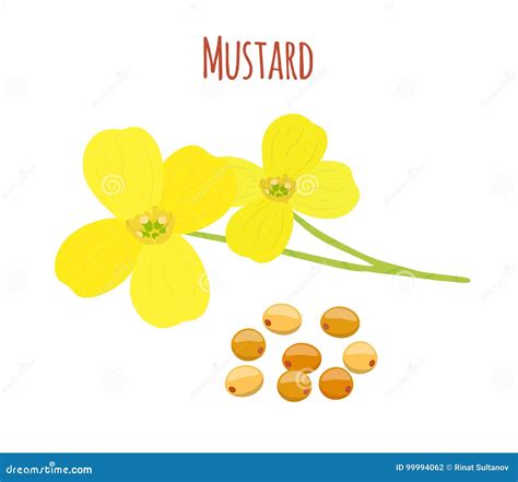 Mustard Flower Vector Illustration Clip Art Hand Drawing Sketch