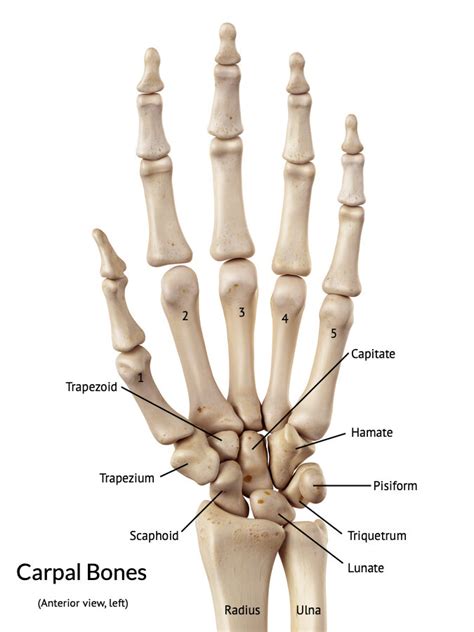 Carpal Bone Mnemonic