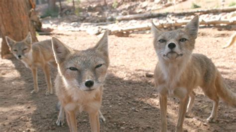Colorado Wolf And Wildlife Center Swift Fox