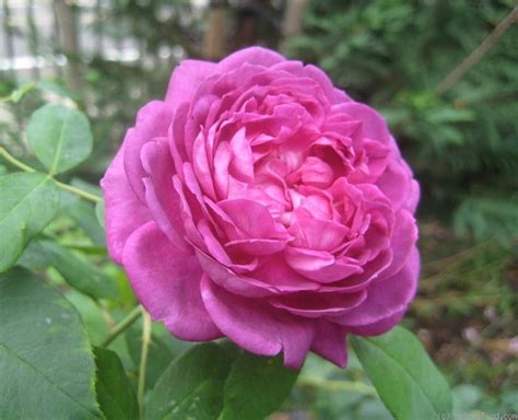 Reine Des Violettes Rose