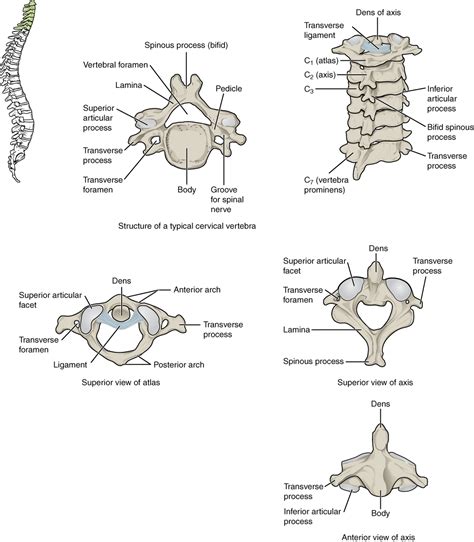 74 The Vertebral Column Anatomy And Physiology