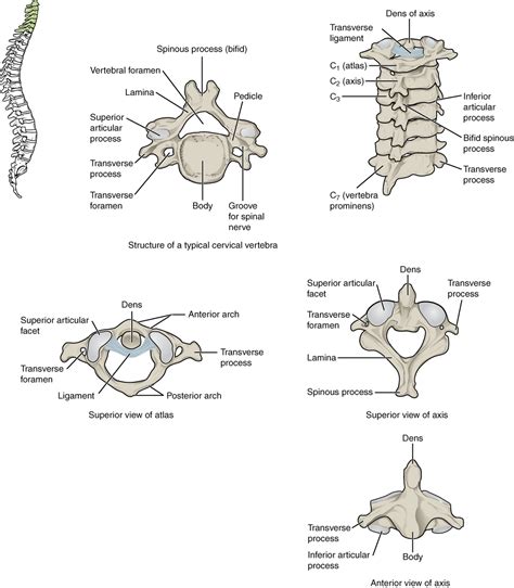 The Most Posterior Aspect Of A Typical Vertebra Is The