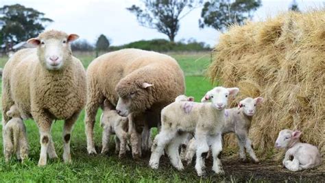 Poll Dorset And Maternal Sheep Stud Derrynock Poll Dorsets Trentham
