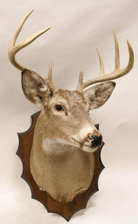 9 Point Whitetail Deer Shoulder Mount On Plaque Jan 16 2022 Kraft