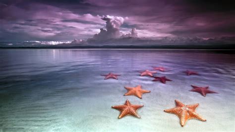 Starfish Background ·① Wallpapertag