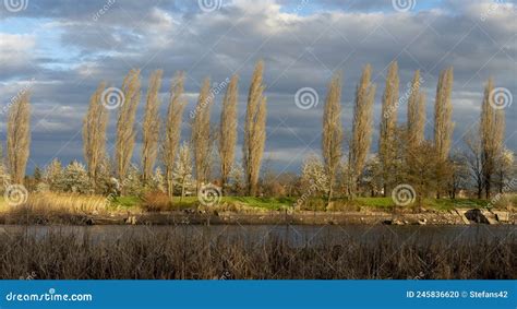 Poplar Populus Trees Growing On The River Bank Cottonwood Trees In A