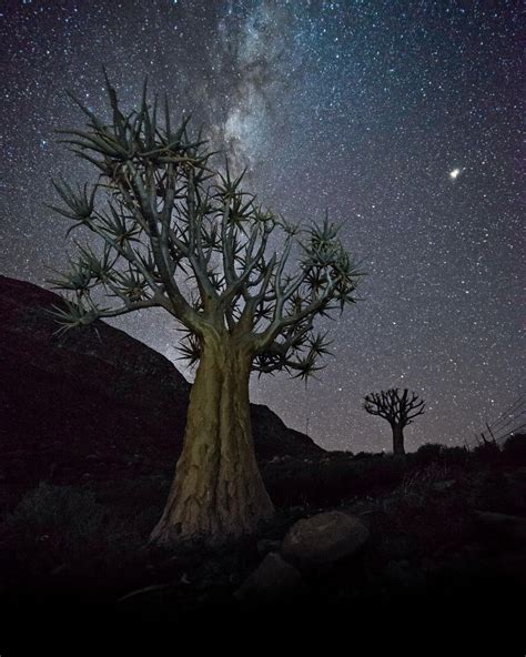 Captured These Quiver Trees Under The Milky Way This Weekend In The