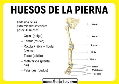 Anatomia De Los Huesos De La Pierna Abc Fichas