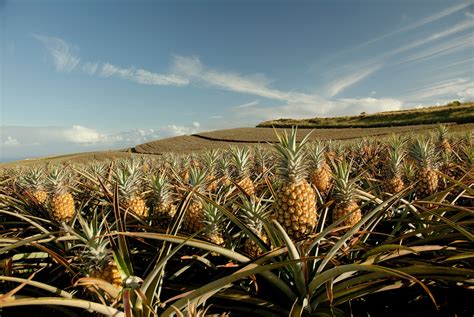Pineapple fruit and sunglasses on the beach. This week's bag featuring Maui Gold Pineapple! 6/7-6/9 - O ...
