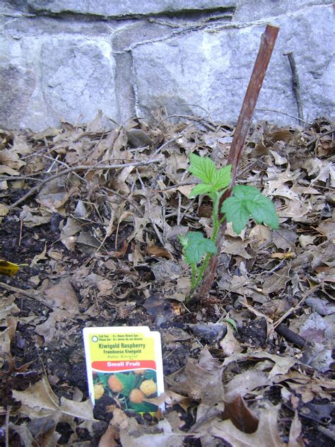 Kims Flower Fruit And Vegetable Garden