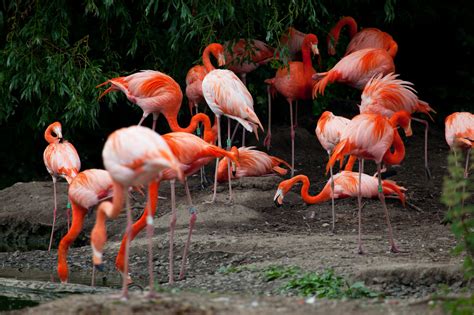 Flock Of Flamingos Free Stock Photo Public Domain Pictures