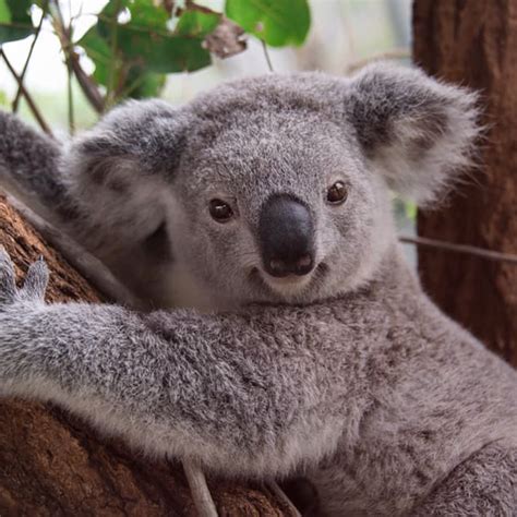 Feed A Koala Joey Australia Zoo Wildlife Warriors