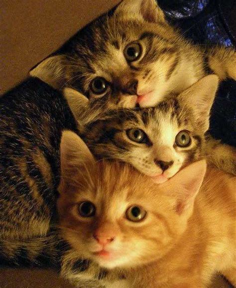 Three Kittens Too Cute To Bear