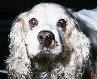 To help you make an informed decision on putting your dog to sleep, let us discuss the signs of end stage lung cancer in dogs. Nosebleeds in Dogs & Cats - What Do They Mean?!
