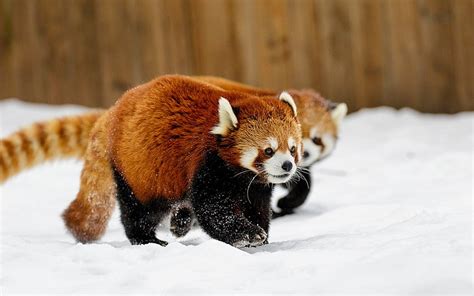 Red Panda Playing In Snow