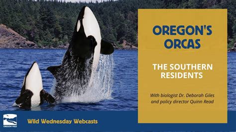 Oregons Orcas The Southern Residents Youtube