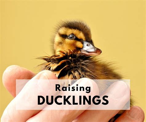 The ducklings are the most vulnerable to predators during their first two weeks of life, so mother ducks keep a close eye on the brood during this time. Raising Ducks 101 - How To Take Care Of Baby Ducklings ...